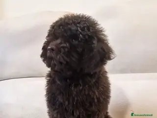 Barbone cani Barboncino Toy e nano - Annuncio 4