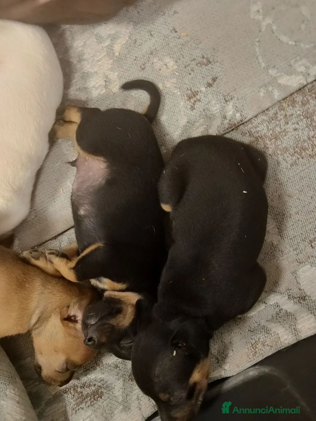 Pinscher Tedesco cani in vendita: Cuccioli pincher  a Provincia di Reggio Emilia - Annuncio 2