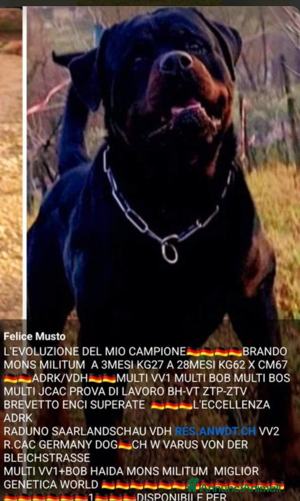 Rottweiler cani Rottweiler per monta - Annuncio 1