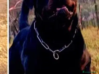 Rottweiler cani Rottweiler per monta - Annuncio 1