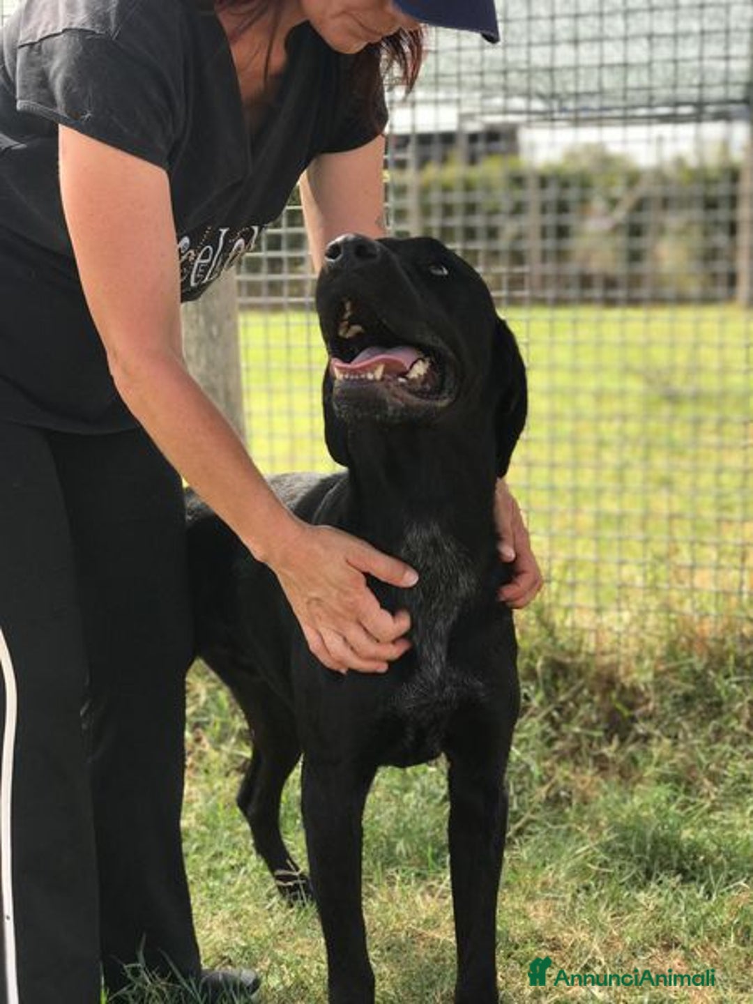 Bullmastiff cani in regalo: Block, total black a Provincia di Latina - Annuncio 2