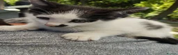 Meticcio gatti in regalo: Gattini  a Provincia di Brescia - Annuncio 2
