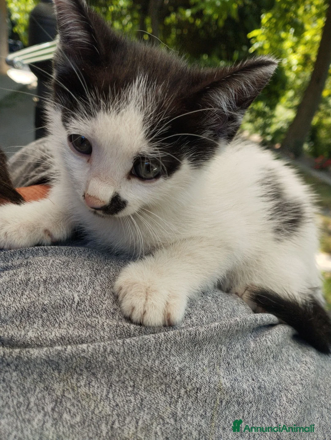 Meticcio gatti in regalo: Gattini  a Provincia di Brescia - Annuncio 2