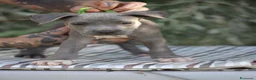 Pitbull cani in vendita: Cuccioli Pit Bull con pedigree anche a rate - Annuncio 15