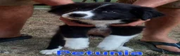 Border Collie cani in vendita: 3 cucciole Border Collie - Annuncio 3