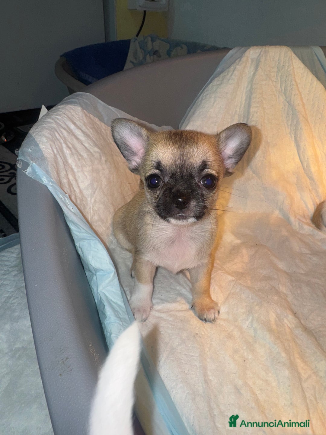 Chihuahua cani in vendita: Cucciole di chihuahua - Annuncio 2