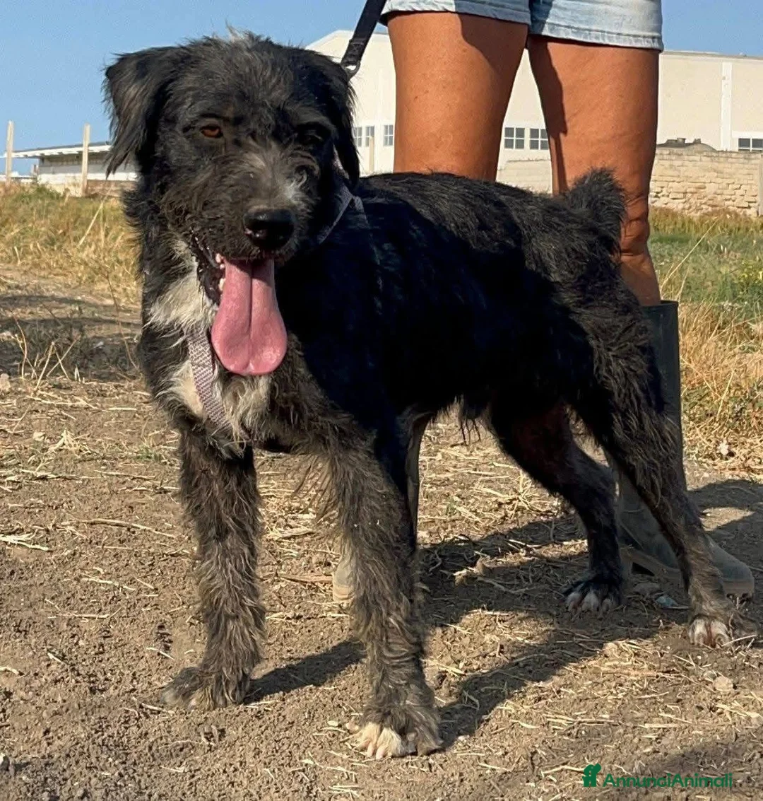 Meticcio cani in regalo: Aron. - Annuncio 2