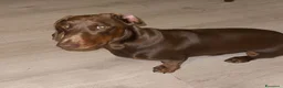 Bassotto cani per accoppiamento: Bassotto per monta  a Provincia di Bergamo - Annuncio 3