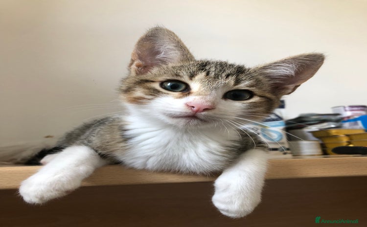 Altre razze gatti - Annuncio 7