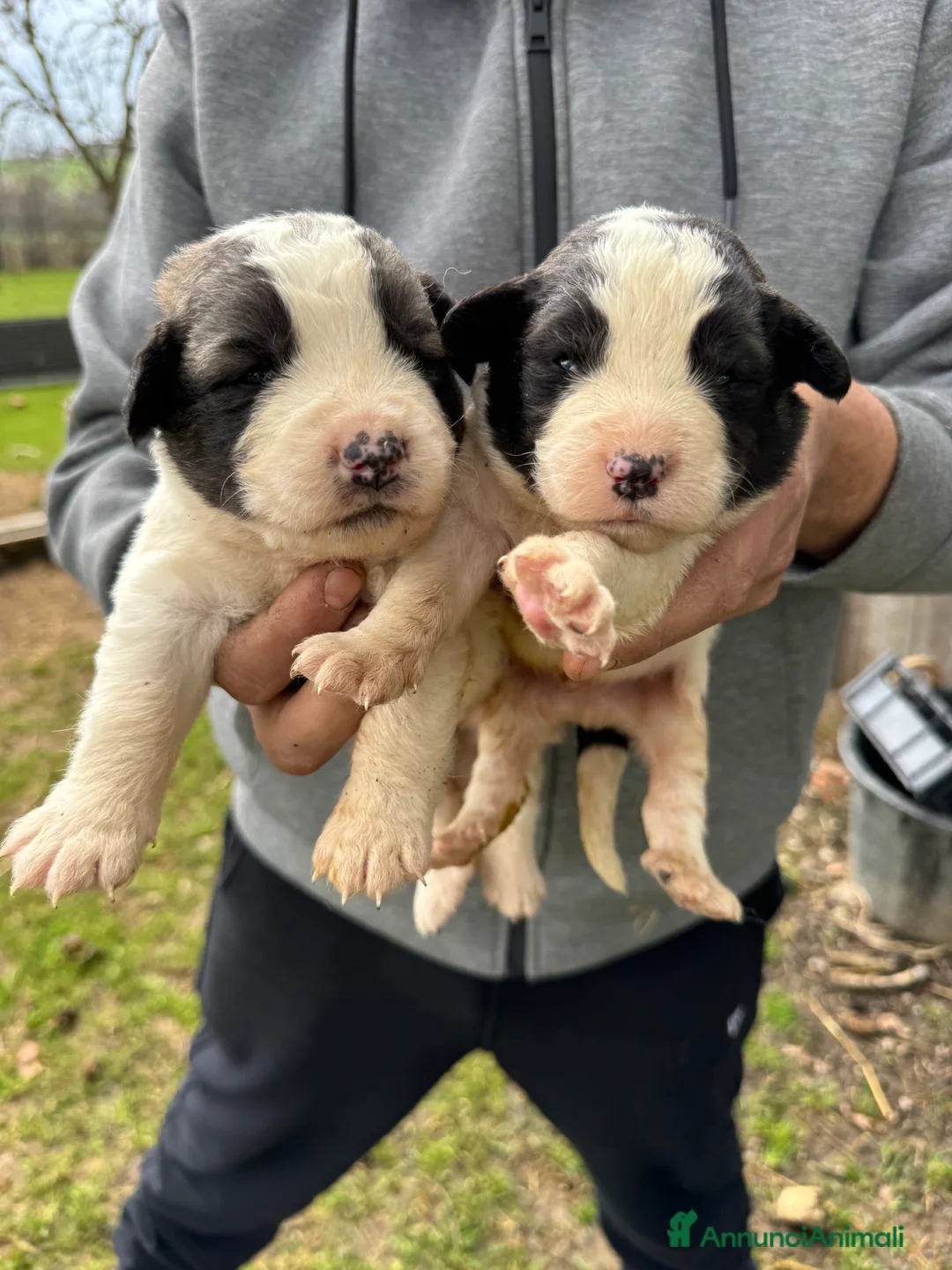 Pastore Asia Centrale cani in vendita: Pastore Asia centrale  a Provincia di Parma - Annuncio 2
