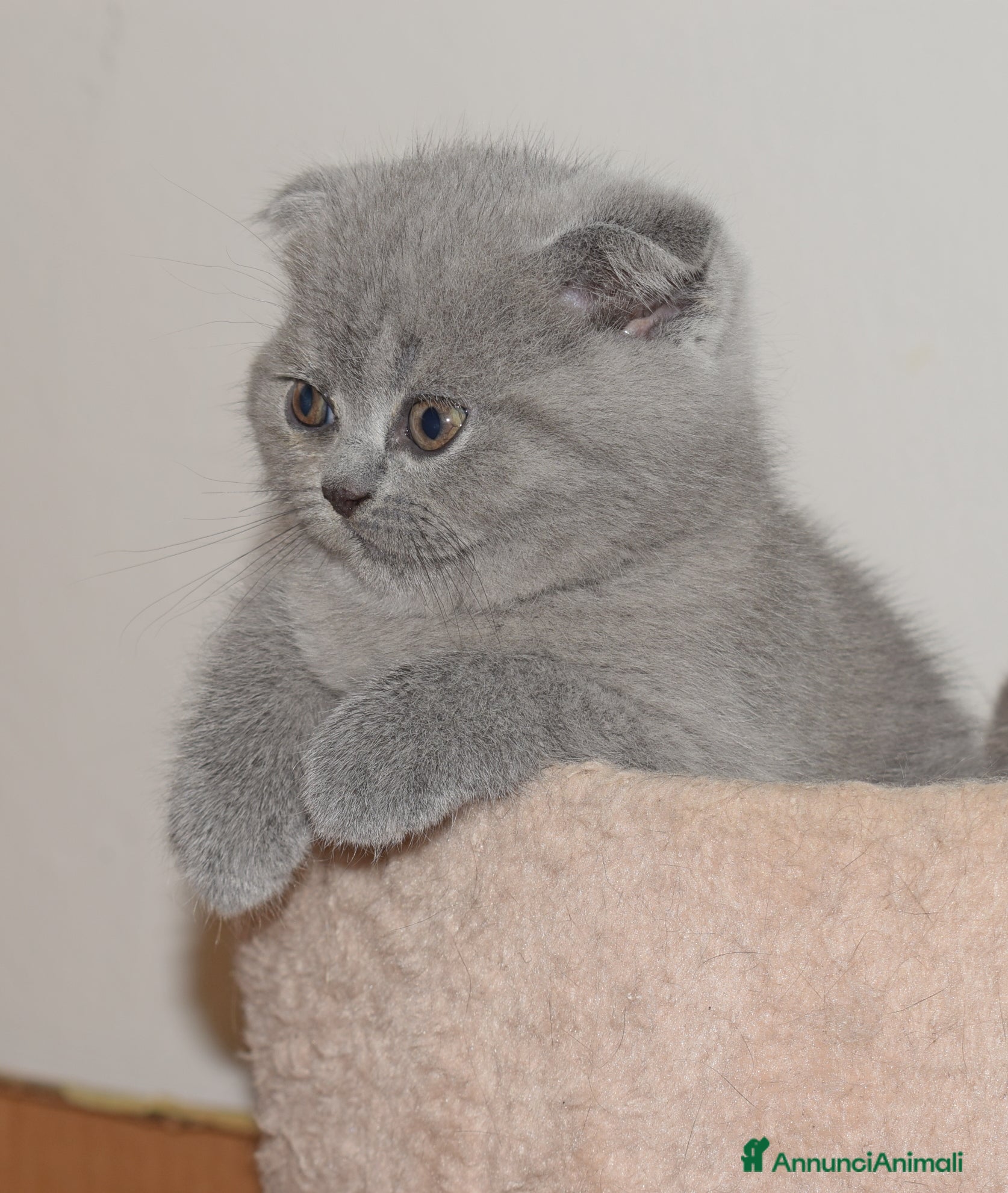 Scottish gatti in vendita: Scottish fold e straight con pedigree - Annuncio 13