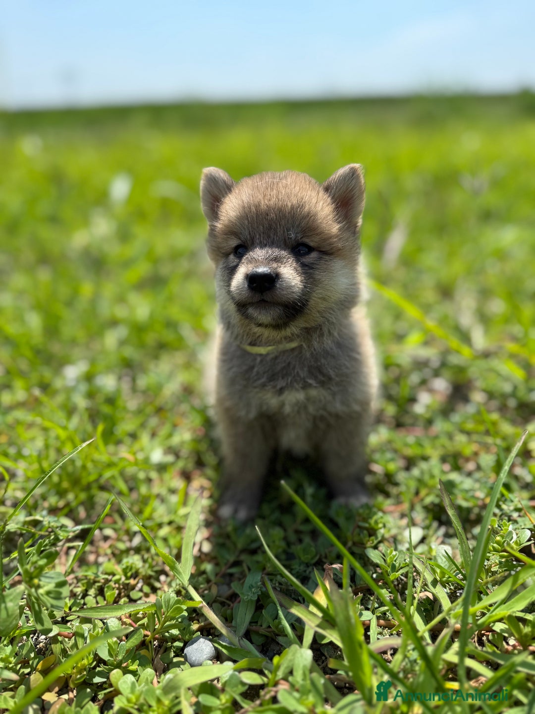 Shiba Inu cani in vendita: Cuccioli di Shiba Inu con pedigree Enci  - Immagine 4