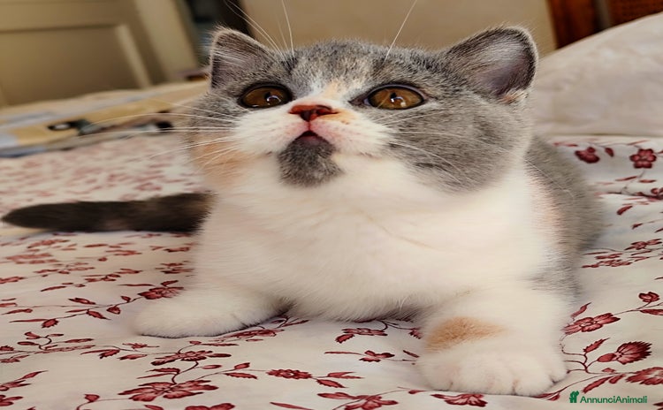 British gatti - Annuncio 3