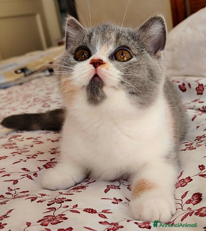 British gatti - Annuncio 3