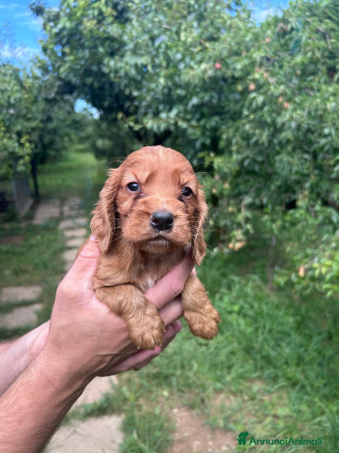 Cocker cani in vendita: Cuccioli Cocker a Provincia di Bergamo - Immagine 5