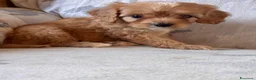 Cavapoo cani in vendita: Cuccioli di cane Cavapoo - Annuncio 12