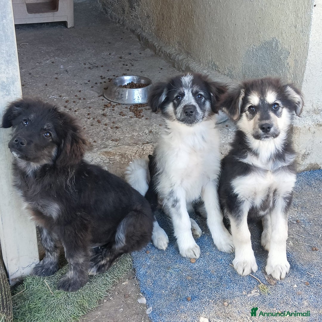 Meticcio cani in regalo:  SUSY - Annuncio 8