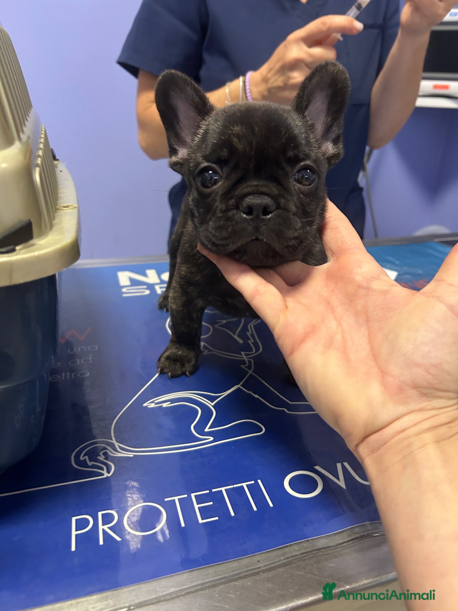 Bulldog Francese cani in vendita: Cucciolo bulldog francese  - Annuncio 10