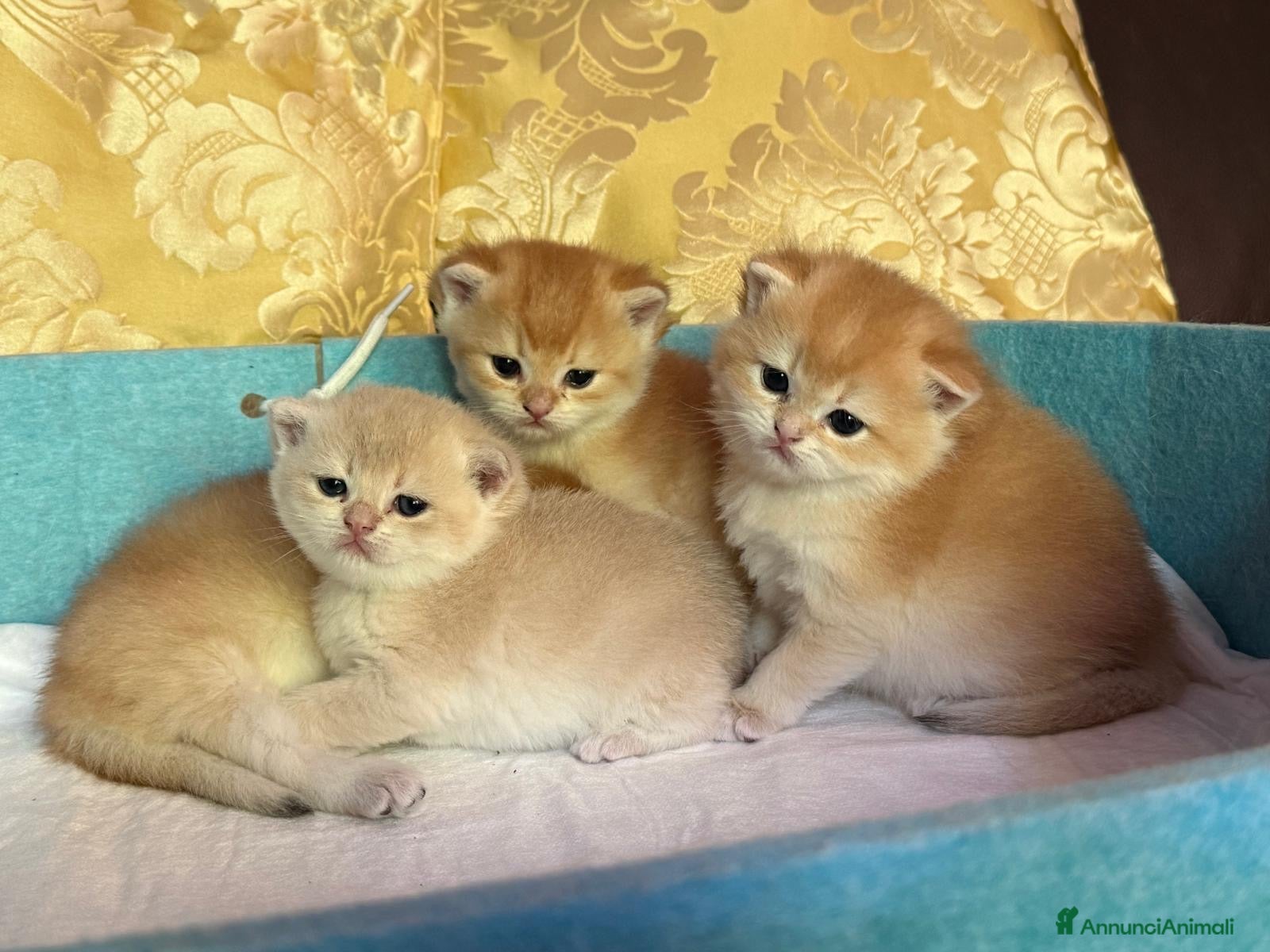 British gatti Gattini di pura razza British shorthair golden  - Annuncio 1