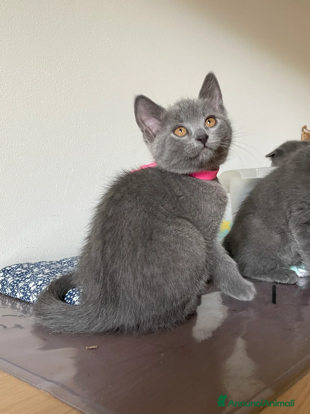 Certosino gatti in vendita: Cucciole femmine chartreux  - Annuncio 6