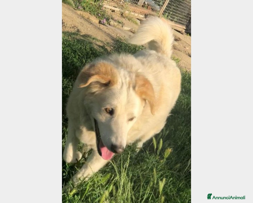 Meticcio cani in regalo: COTONE 10anni tolto da 1canile lager! RIMINI a Milano - Annuncio 2