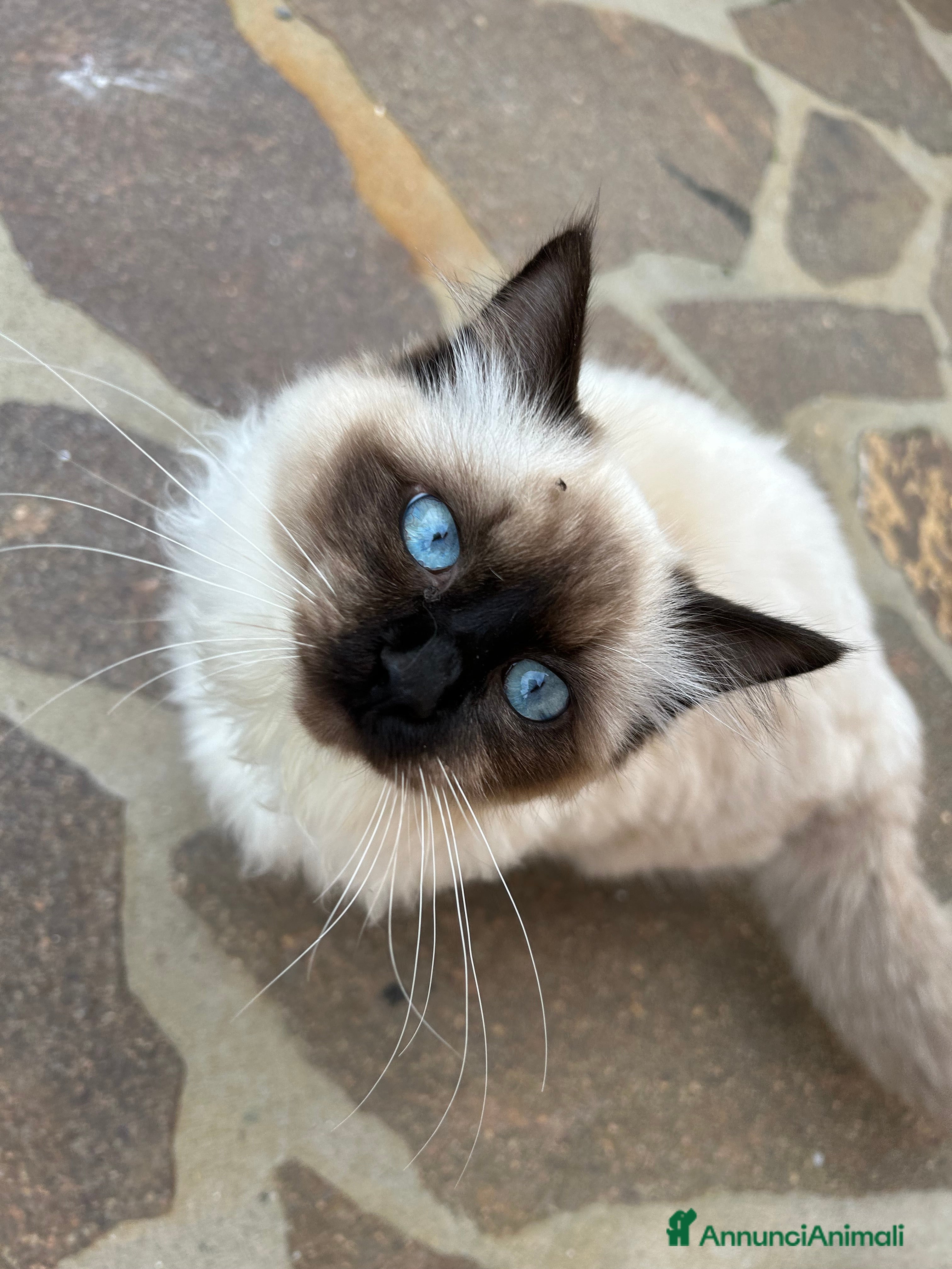 Ragdoll gatti femmina ragdoll per accoppiamento  - Annuncio 1