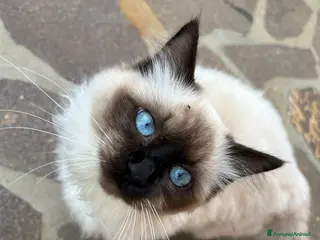 Ragdoll gatti femmina ragdoll per accoppiamento - Annuncio 3