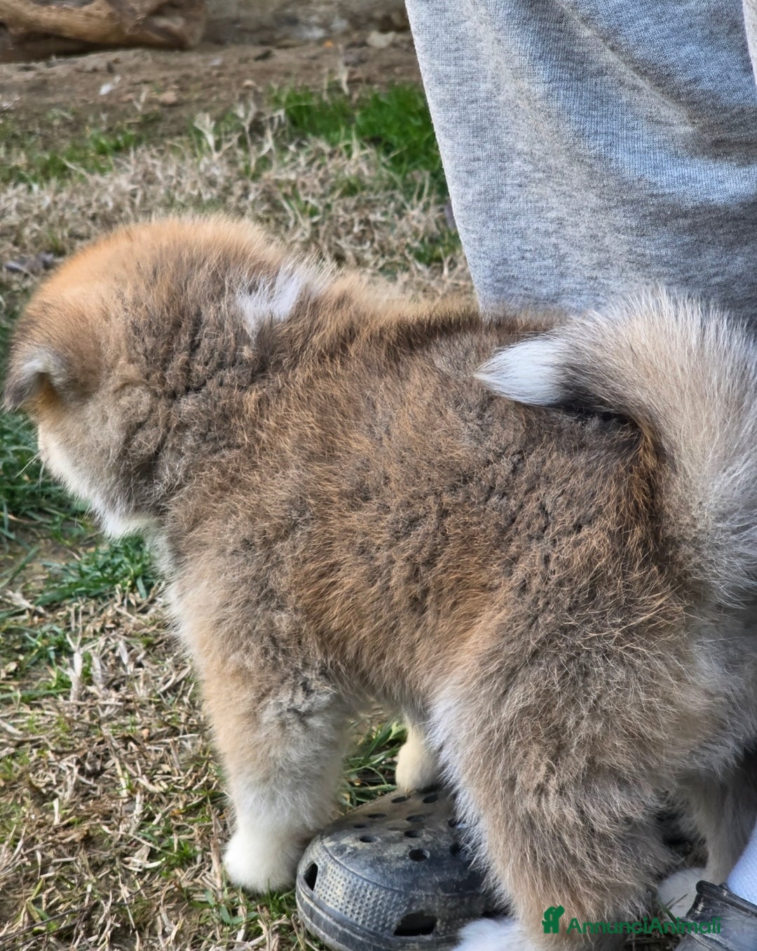 Akita Inu cani in vendita: Cuccioli Akita Inu Pedigree  - Annuncio 9