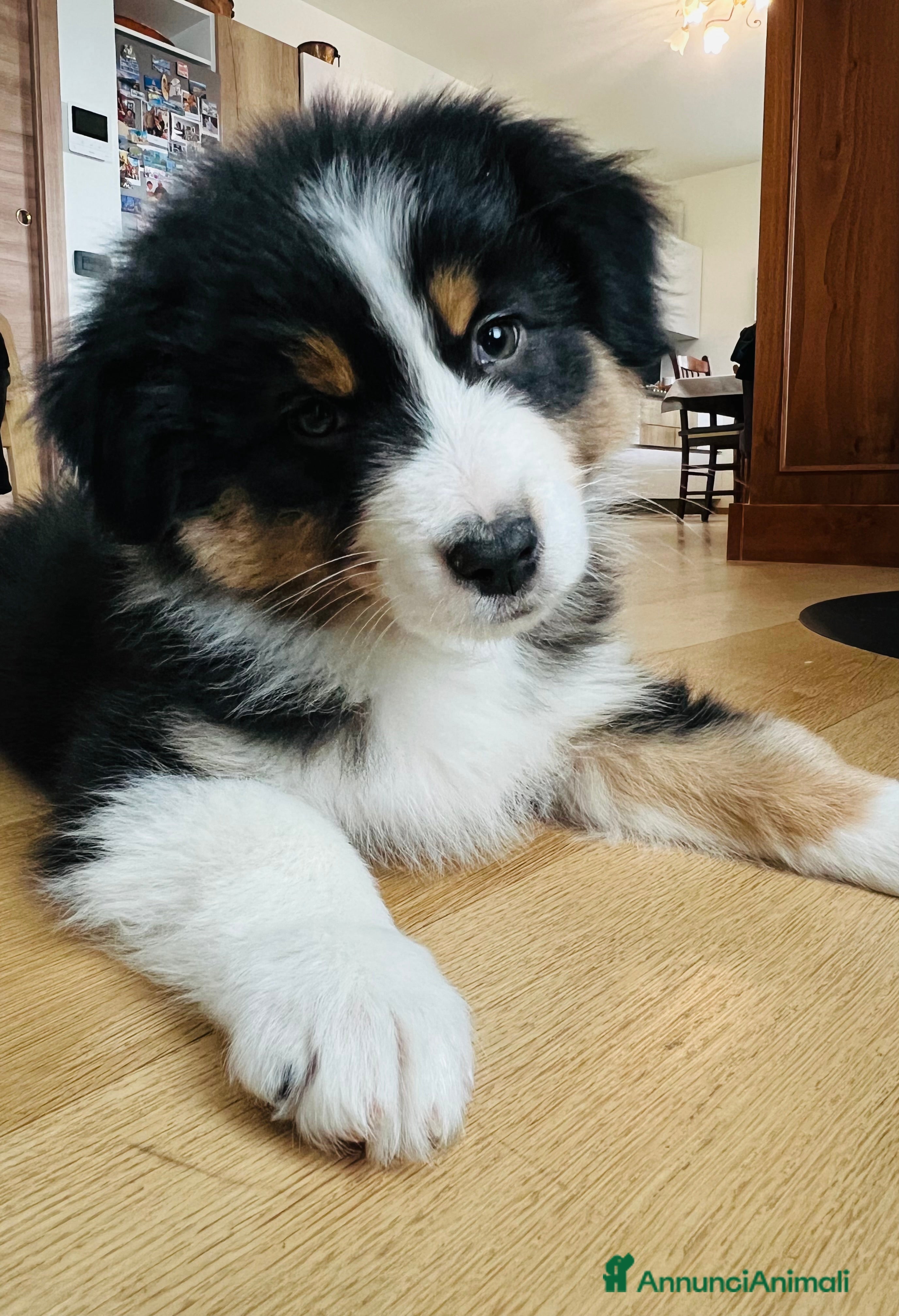 Australian Shepherd cani CUCCIOLO DI PASTORE AUSTRALIANO - Annuncio 3