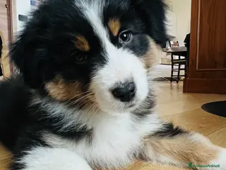 Australian Shepherd cani CUCCIOLO DI PASTORE AUSTRALIANO - Annuncio 4