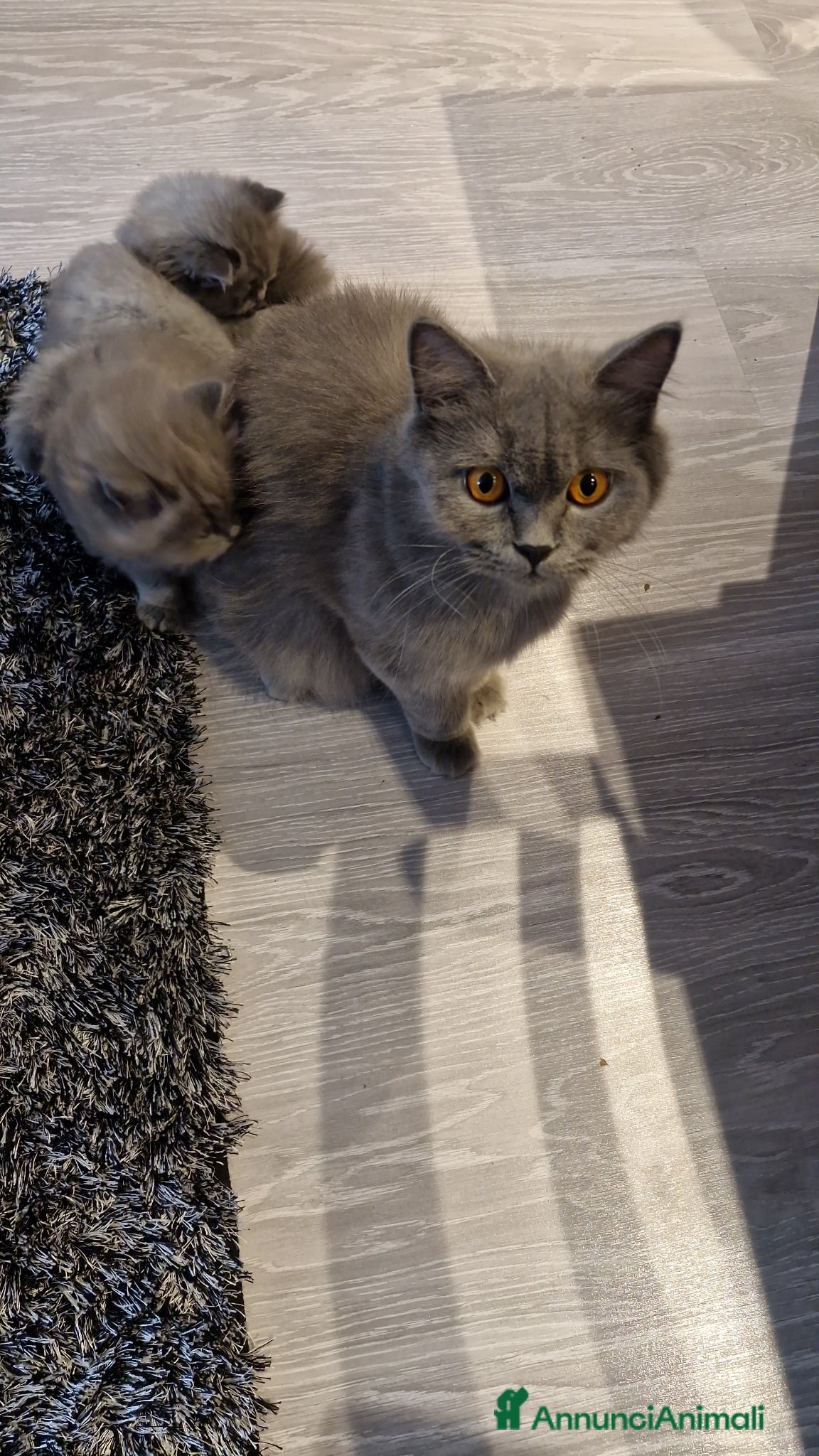 British gatti Gattino british longhair  - Annuncio 2