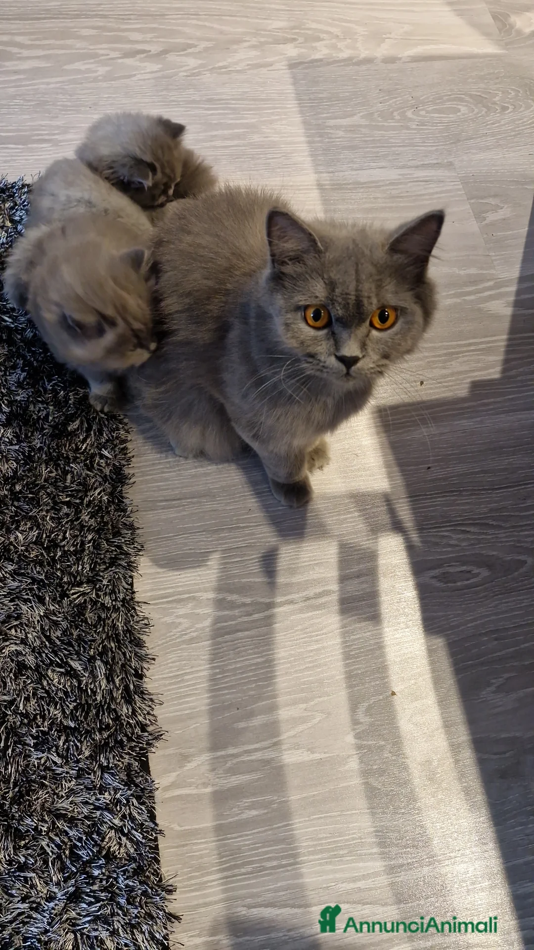 British gatti in vendita: Gattino british longhair  a Provincia di Verona - Annuncio 1