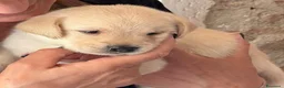 Labrador cani in vendita: Cuccioli labrador maschi con pedigree a Provincia di Vicenza - Annuncio 6