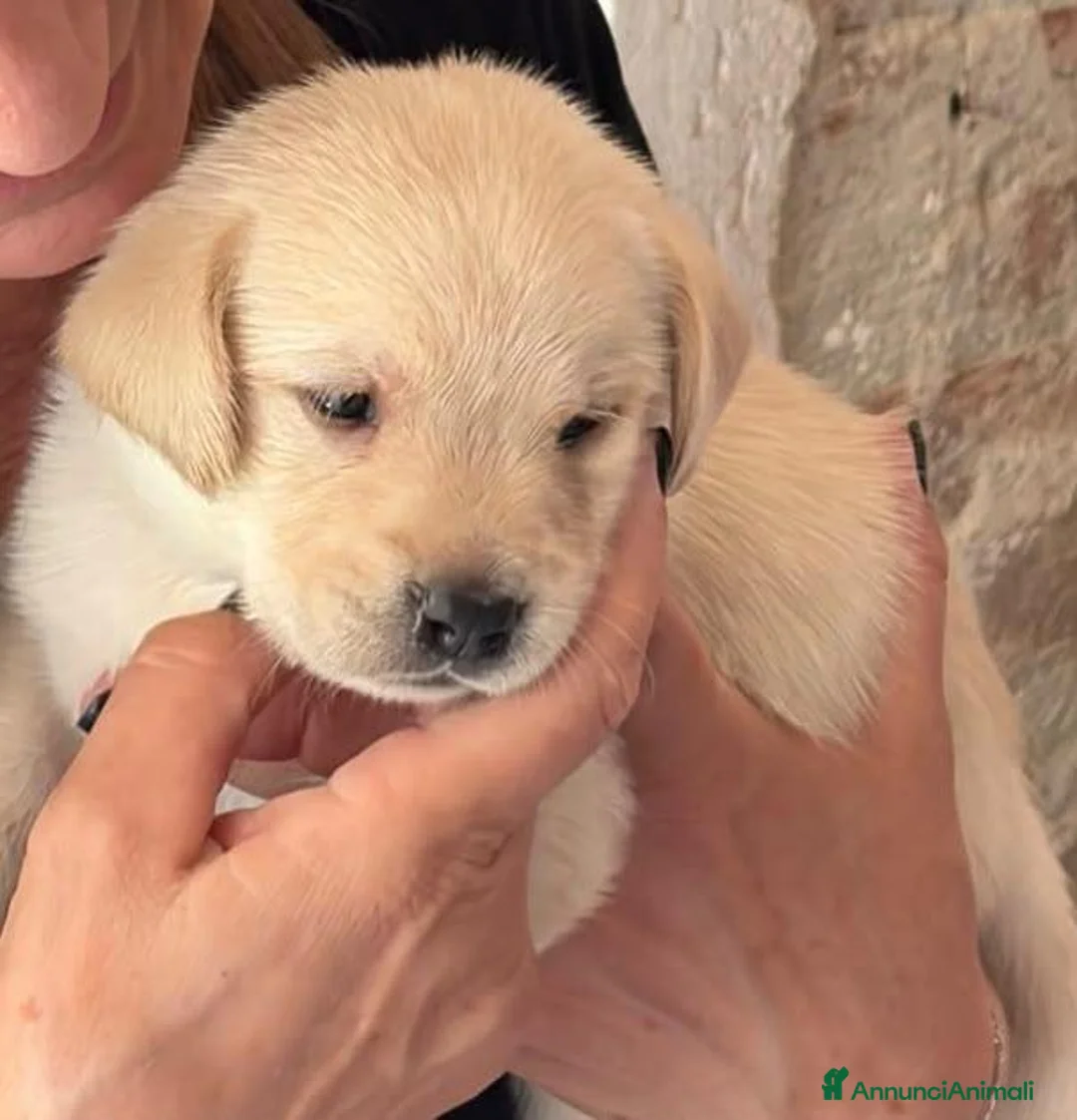 Labrador cani in vendita: Cuccioli labrador maschi con pedigree a Provincia di Vicenza - Annuncio 6