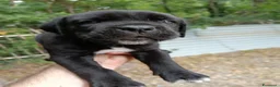 Cane Corso cani in vendita: CEDESI CUCCIOLI CANE CORSO a Città Metropolitana di Genova - Annuncio 4