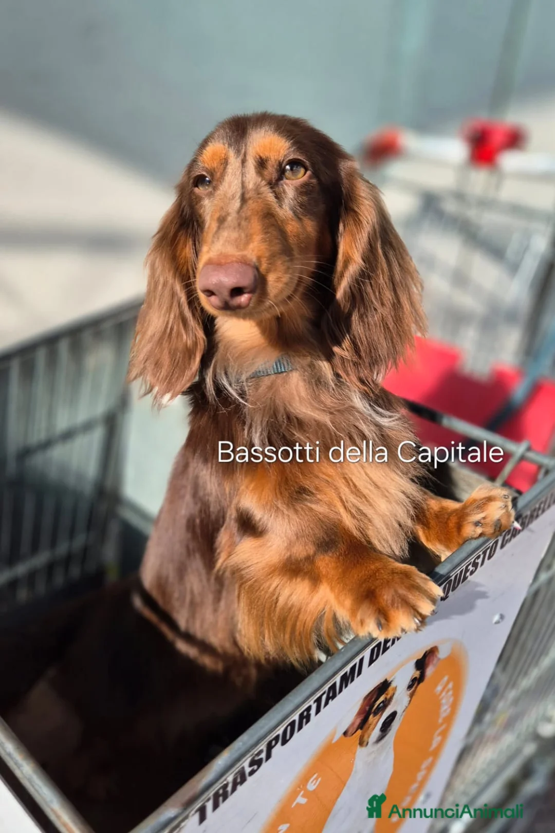Bassotto cani per accoppiamento: Bassotto Arlecchino Cioccolato pelo lungo tag.nana a Città metropolitana di Roma Capitale - Annuncio 2