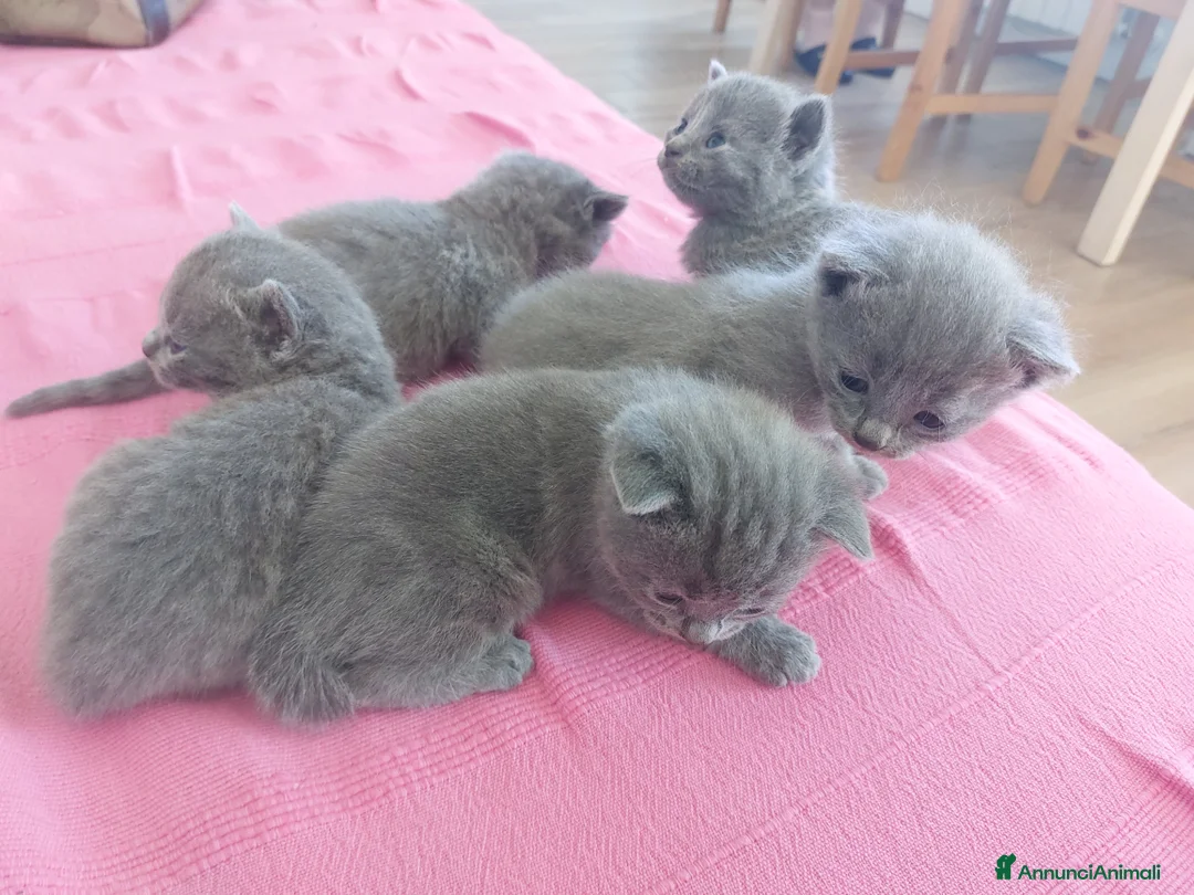 Certosino gatti in vendita: Cuccioli certosini - Annuncio 2