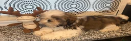 Shih Tzu cani in vendita: Cuccioli di Shih Tzu - Annuncio 3