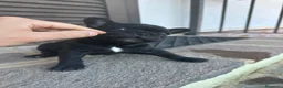 Bulldog Francese cani in vendita: bulldog francese nero tigrato  - Annuncio 7