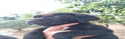 Cane Corso cani in vendita: Ultimi cuccioli di cane corso  a Libero consorzio comunale di Agrigento - Annuncio 3