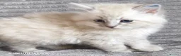 Siberiano gatti in vendita: Cuccioli siberiani  - Annuncio 8