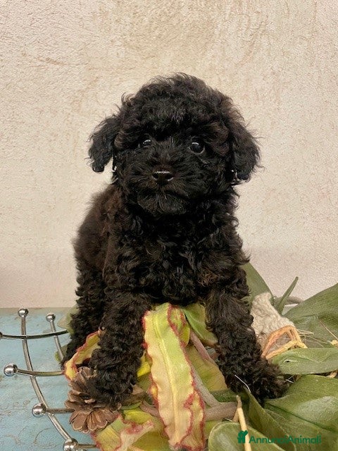 Barboncino cani Barboncini toy-nano - Annuncio 2