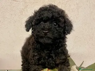 Barboncino cani Barboncini toy-nano - Annuncio 5