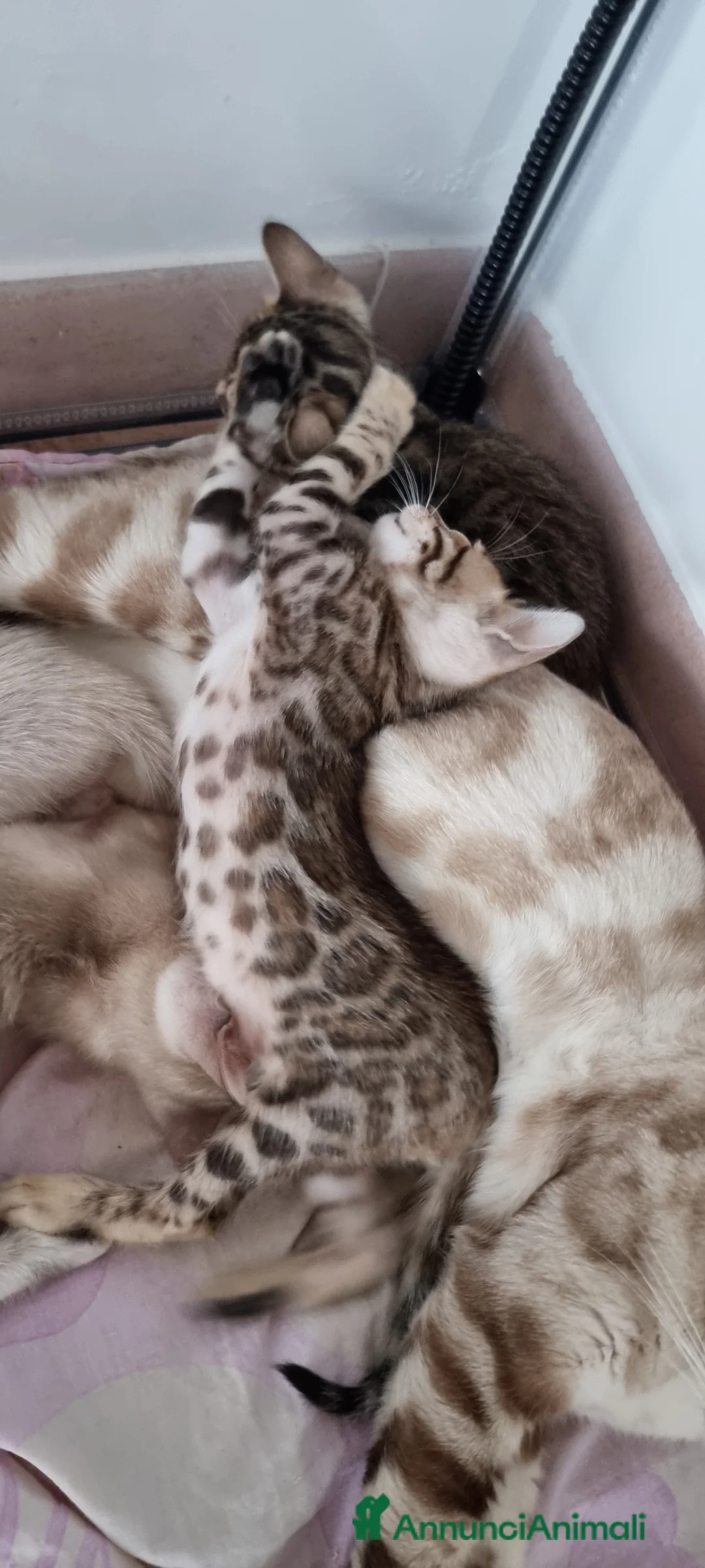 Bengala gatti in vendita: Cucciolo Bengala con Pedigree  - Annuncio 5