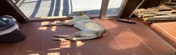 Lupo Cecoslovacco cani in vendita: Lupo cecoslovacco cuccioli - Annuncio 1
