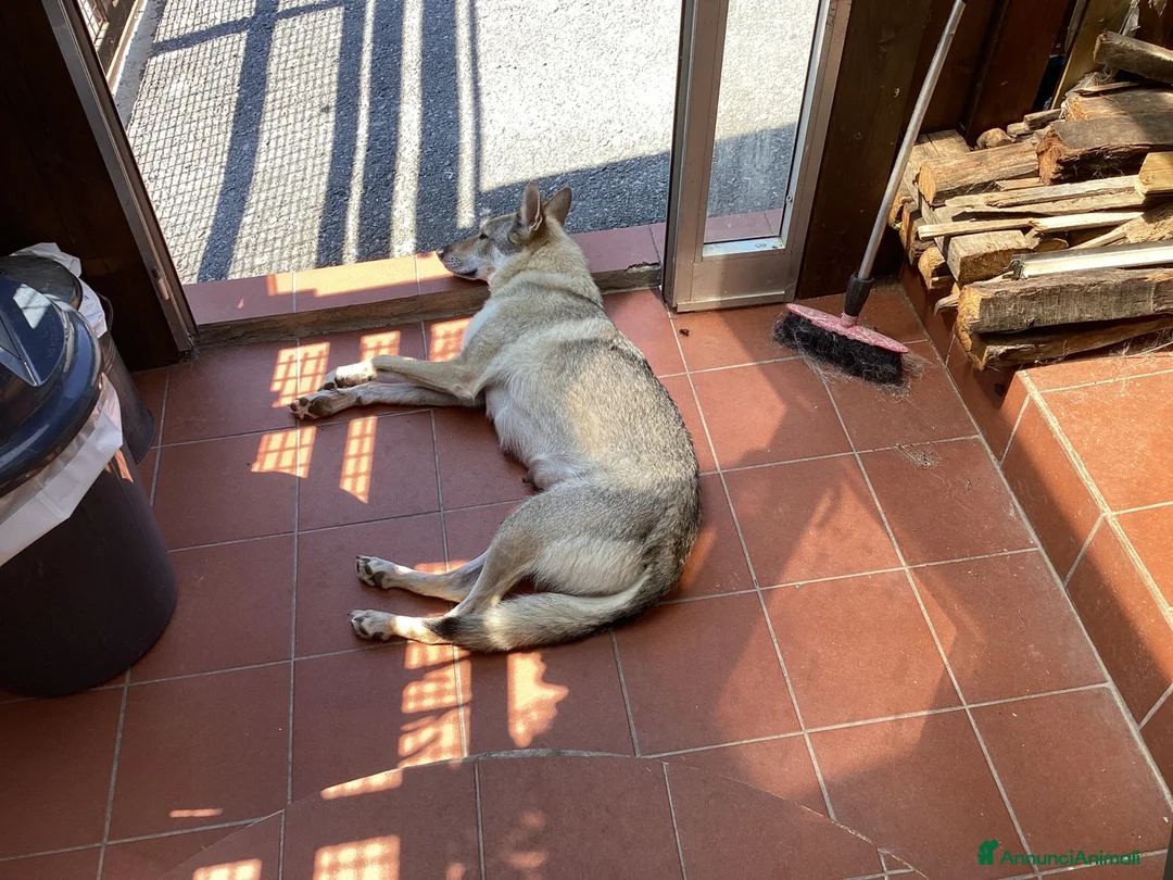 Lupo Cecoslovacco cani in vendita: Lupo cecoslovacco cuccioli - Annuncio 1