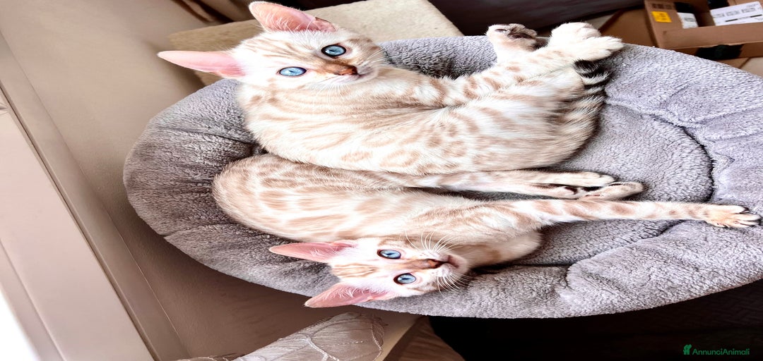 Immagine della galleria {{count}}