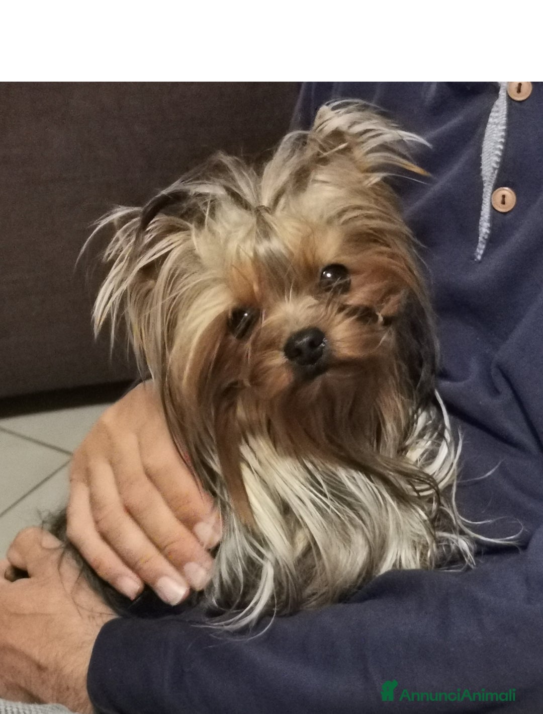 Yorkshire cani in vendita: Yorkshire – Cucciolata Casalinga con Pedigree  - Annuncio 4