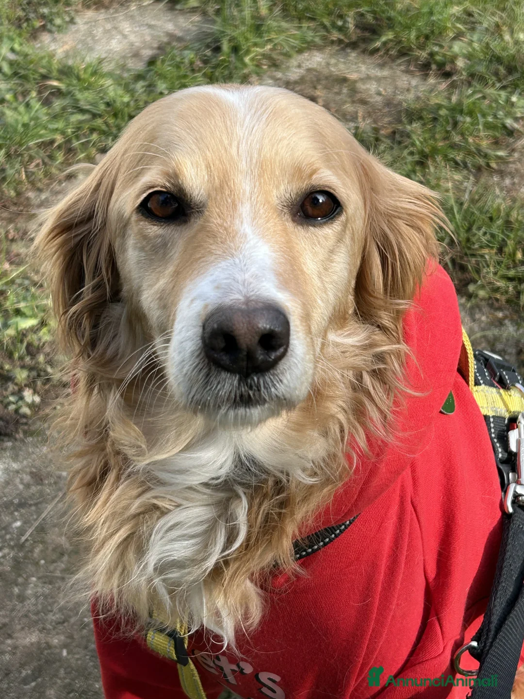 Setter Inglese cani in regalo: Onda dolcissima setter - Annuncio 2