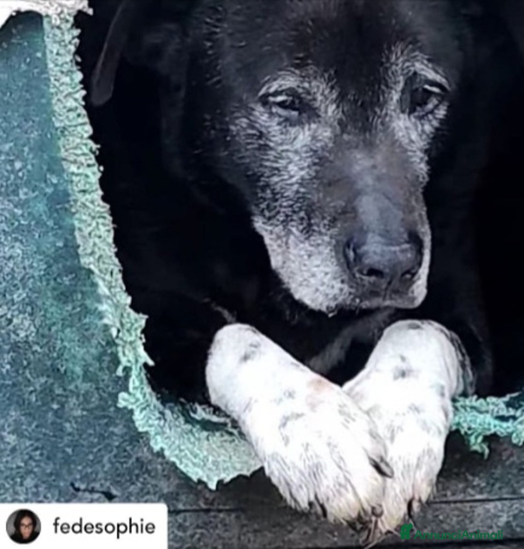 Meticcio cani in regalo: Nonnino 13anni POSSIBILE ANCORA LÌ??NAPOLI HELP a Città metropolitana di Milano - Annuncio 1